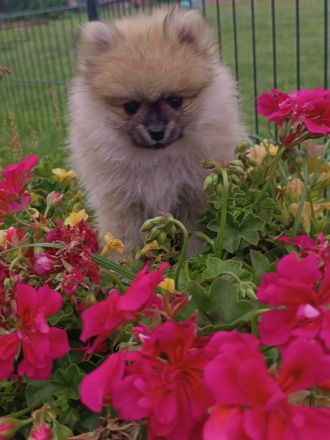 Zwergspitz Pomeranian Mädchen