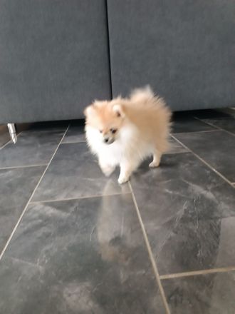 Zwergspitz Pomeranian Mädchen