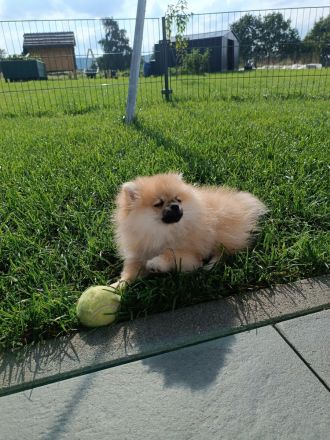 Zwergspitz Pomeranian Mädchen