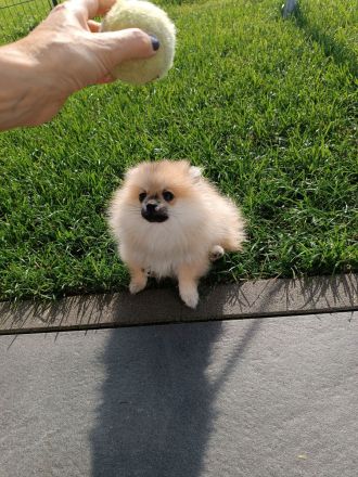 Zwergspitz Pomeranian Mädchen