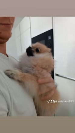 Zwergspitz Pomeranian Mädchen