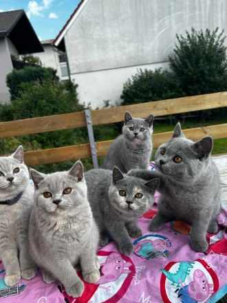 BKH Britisch Kurzhaar Kitten
