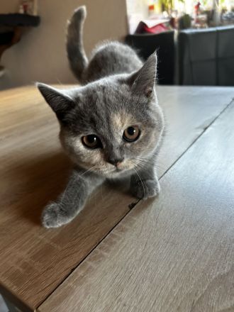 BKH Britisch Kurzhaar Kitten
