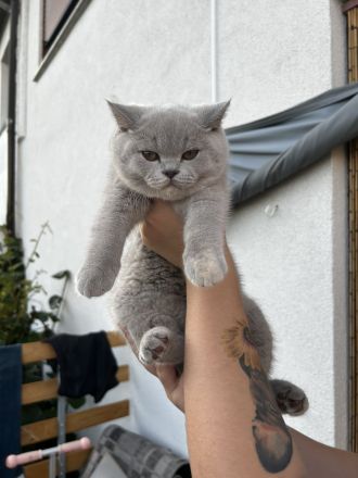 BKH Britisch Kurzhaar Kitten