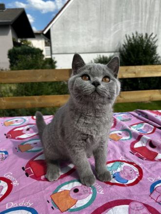 BKH Britisch Kurzhaar Kitten
