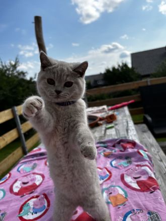 BKH Britisch Kurzhaar Kitten