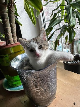 Maine coon - bkh mix Kitten