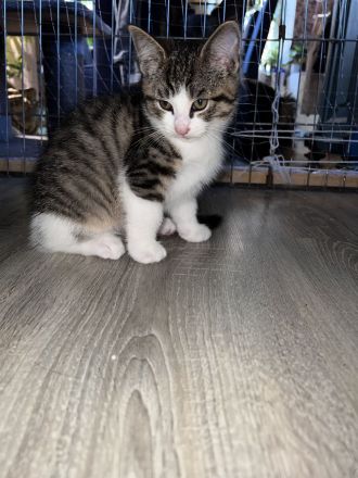 Maine coon - bkh mix Kitten