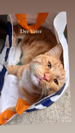 Maine coon - bkh mix Kitten