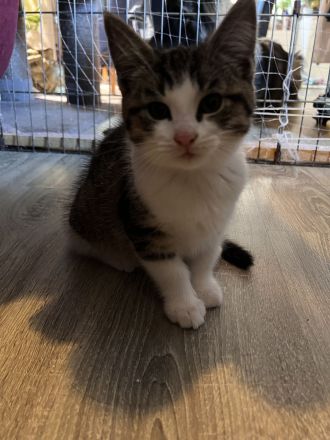 Maine coon - bkh mix Kitten