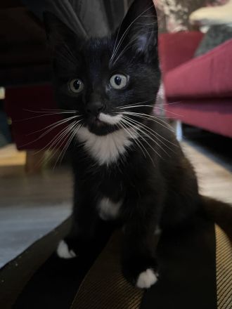 Maine coon - bkh mix Kitten