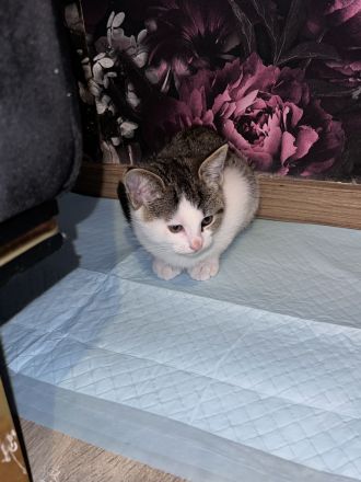 Maine coon - bkh mix Kitten