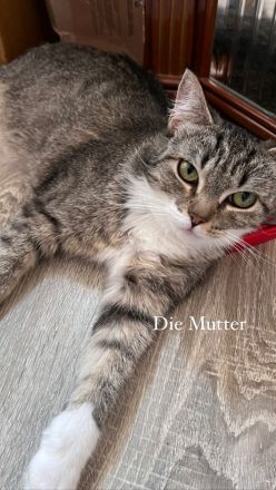 Maine coon - bkh mix Kitten