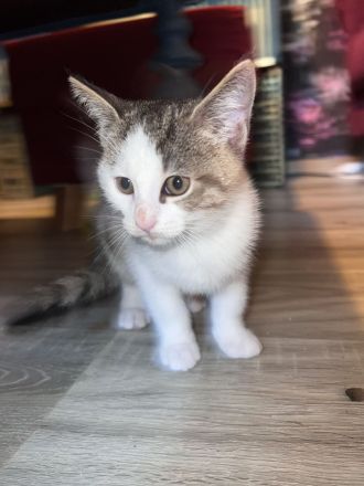 Maine coon - bkh mix Kitten