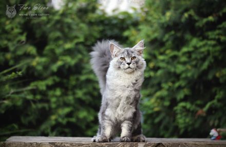 Maine coon ns 25