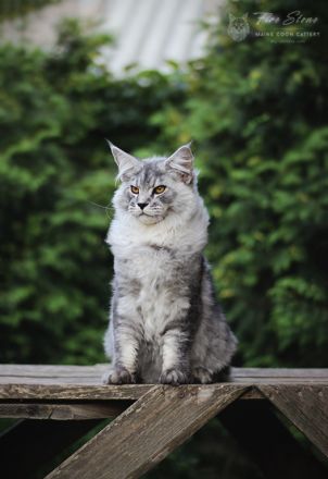 Maine coon ns 25
