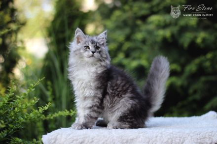 Maine coon Weibchen