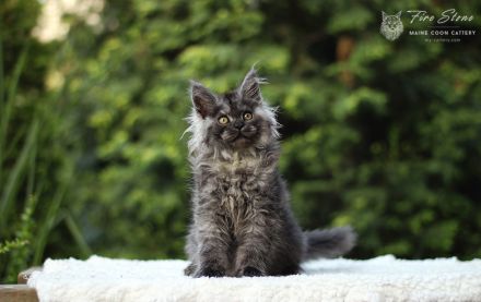 Maine coon Weibchen