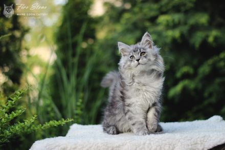 Maine coon Weibchen