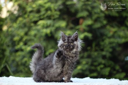 Maine coon Weibchen