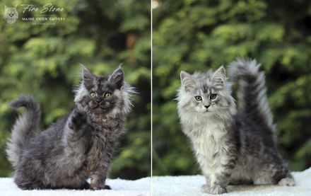 Maine coon Weibchen