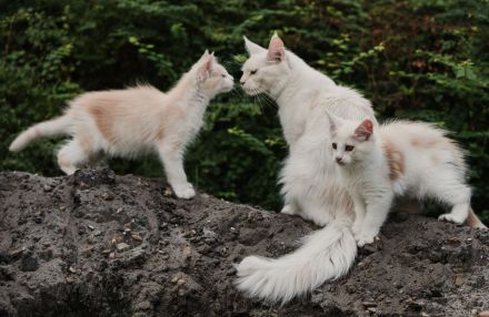 Maine Coon Kitten mit Stammbaum