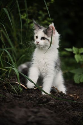 Maine Coon Kitten mit Stammbaum