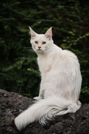 Maine Coon Kitten mit Stammbaum