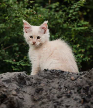 Maine Coon Kitten mit Stammbaum