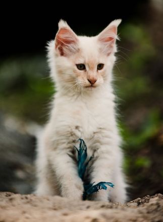 Maine Coon Kitten mit Stammbaum
