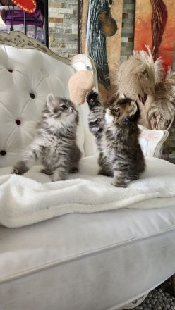 Perserbabys mit Nase