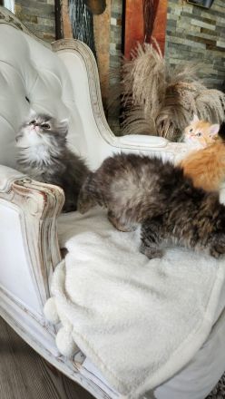 Perserbabys mit Nase