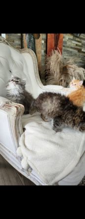 Perserbabys mit Nase