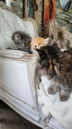 Perserbabys mit Nase