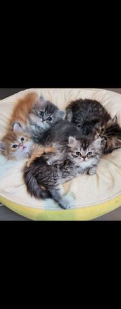 Perserbabys mit Nase