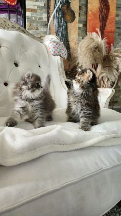 Perserbabys mit Nase