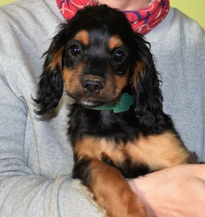 Zeitweise Flatdoodle und Cockadoodle Welpen auf Anfrage an Kenner und Liebhaber