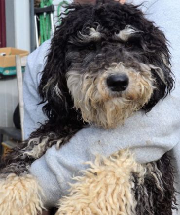 Zeitweise Flatdoodle und Cockadoodle Welpen auf Anfrage an Kenner und Liebhaber