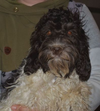 Zeitweise Flatdoodle und Cockadoodle Welpen auf Anfrage an Kenner und Liebhaber