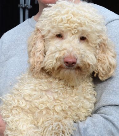 Zeitweise Flatdoodle und Cockadoodle Welpen auf Anfrage an Kenner und Liebhaber