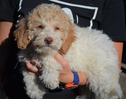 Zeitweise Flatdoodle und Cockadoodle Welpen auf Anfrage an Kenner und Liebhaber