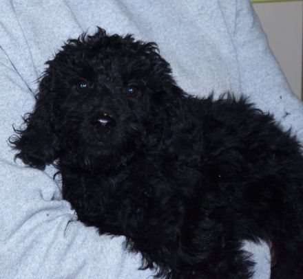 Zeitweise Flatdoodle und Cockadoodle Welpen auf Anfrage an Kenner und Liebhaber