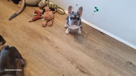 Französische Bulldoggen Welpen