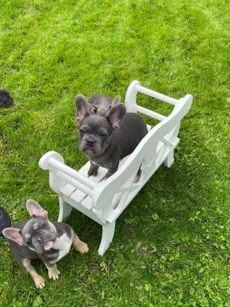 Französische Bulldoggen Welpen