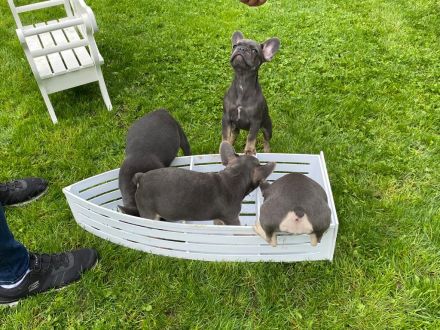 Französische Bulldoggen Welpen