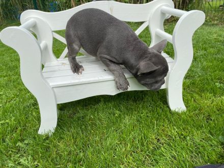 Französische Bulldoggen Welpen