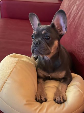 Französische Bulldoggen Welpen