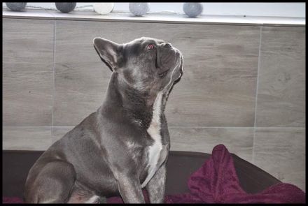 Französische Bulldoggen Welpen