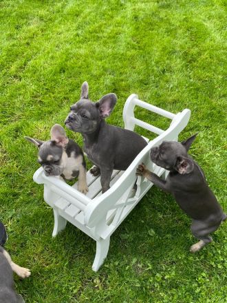 Französische Bulldoggen Welpen