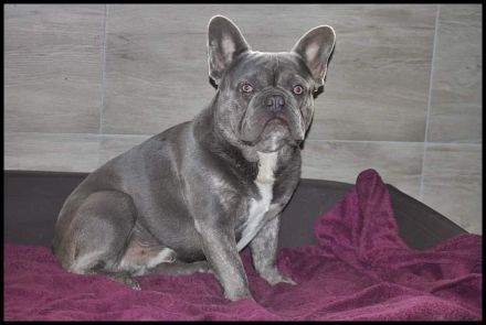 Französische Bulldoggen Welpen